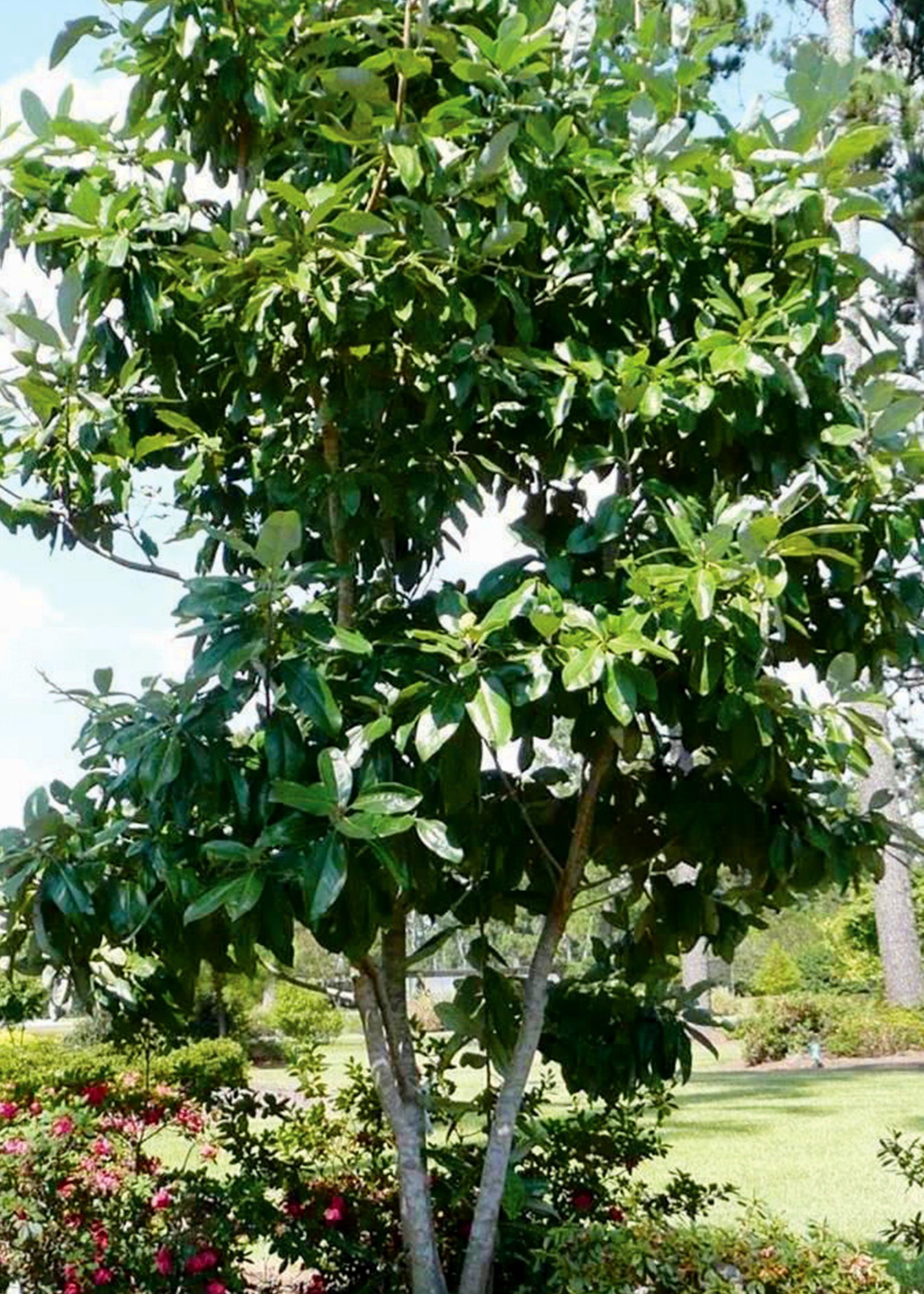 Evergreen Sweetbay magnolia treejpg